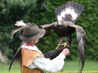 Steinadler 092